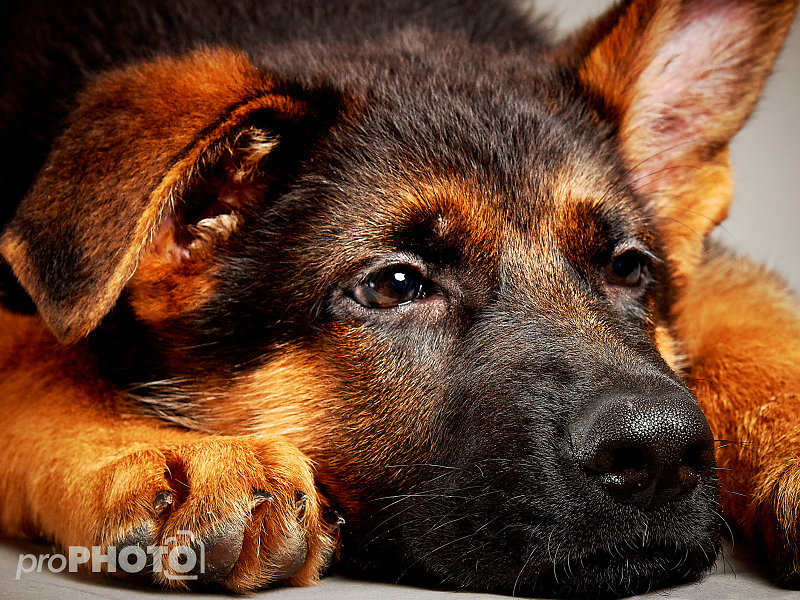 Guenther-Zipfelmayer-Dogs-more-015.jpg