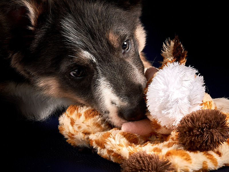 Guenther-Zipfelmayer-Dogs-more-018.jpg
